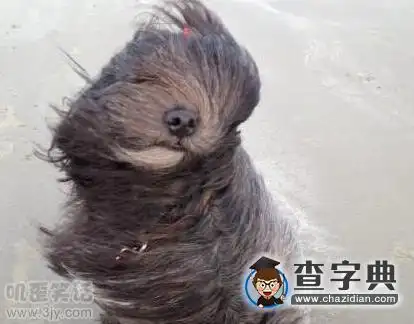 笑话 搞笑图片 整个狗被吹的不要不要的 来源:搞笑图片