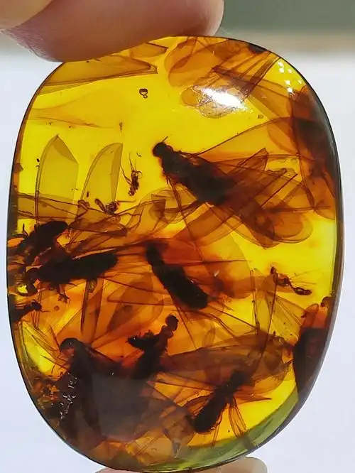 虫珀一群蚂蚁及其翅膀