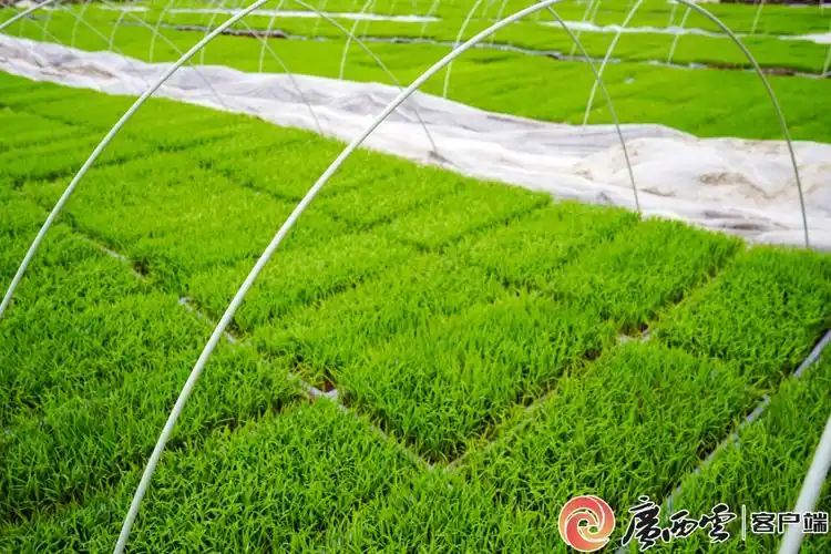 桂中粮仓来宾市象州县早稻插秧忙