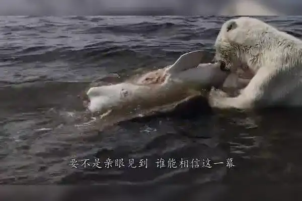 北极熊捕杀白鲸一口咬住后脑使其当场毙命镜头记录全过程