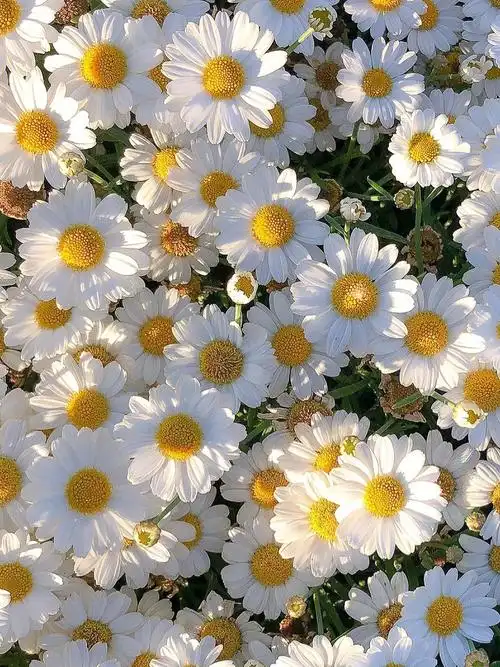 "送你一片小雏菊,在夏末初秋的微风里"#手机壁纸  #壁纸分享  #自然风