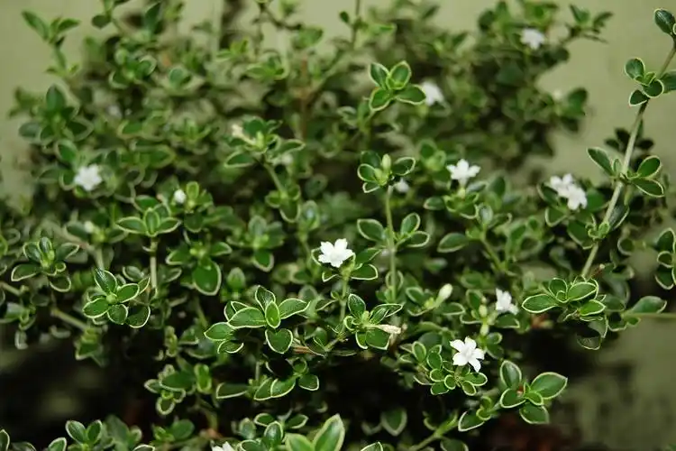 金边六月雪如何移栽?繁殖?掌握这几点移栽成功率更高! - 四季植物网