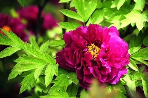 惊艳富贵花开洛阳城满城牡丹醉迷离