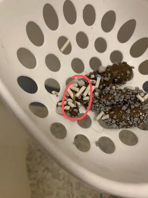 救命 这是绦虫吗(有粑粑图慎入)