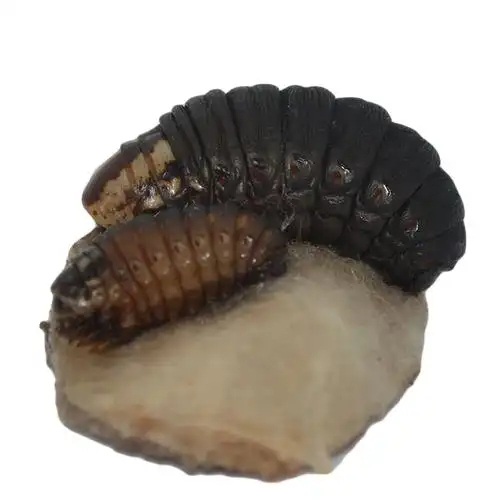 皮虫活虫包通货500克画眉提性鸟食打斗鸟食