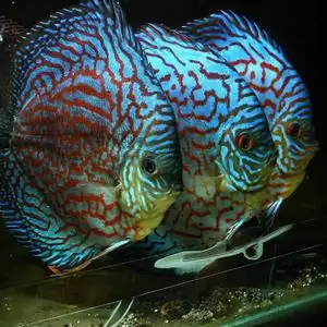 七彩神仙鱼f1野彩cr德松黄金阿莲卡