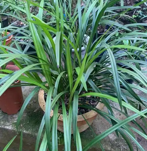 兰草花图片(兰花总也养不好) - 赤虎壹号