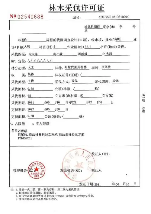 "种树容易砍树难",广西商品林采伐将变得更加容易