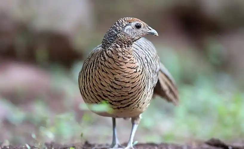 p>白翅斑鸠,streptopelia reichenowi (erlanger, 1901), a href="#"