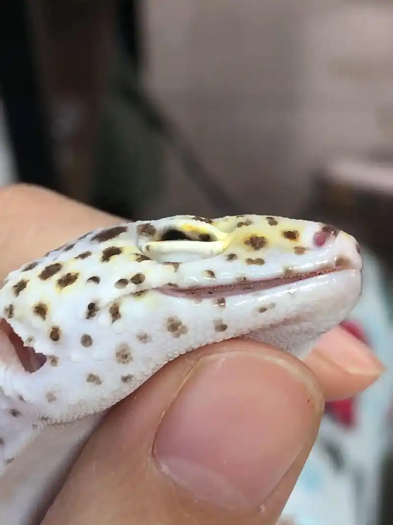 爬宠 #豹纹守宫 #牙 - 抖音