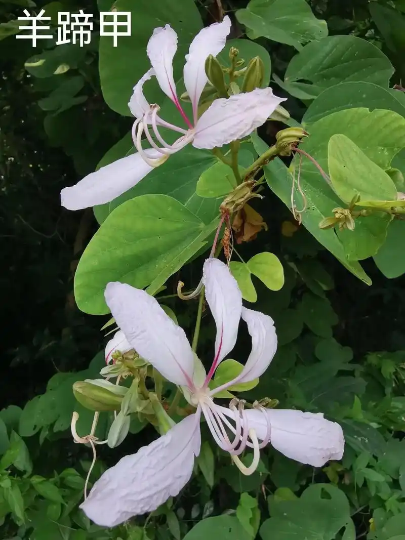 每天认识一种花,羊蹄甲.#路边随拍 #手机摄影 #羊蹄甲 # - 抖音