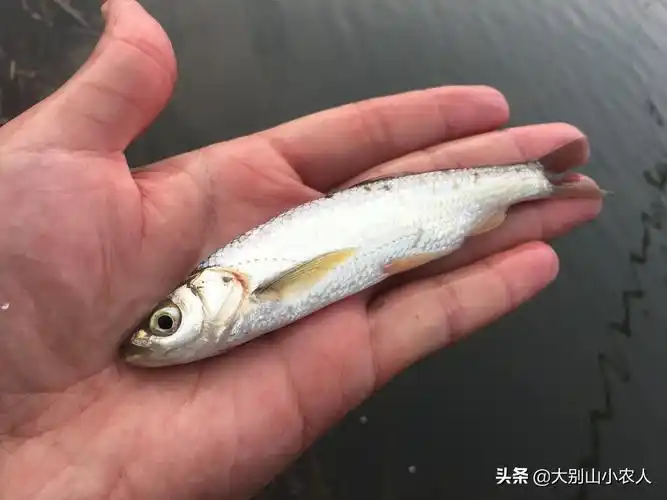 名声最臭的鱼花落谁家最臭的鱼叫什么名字