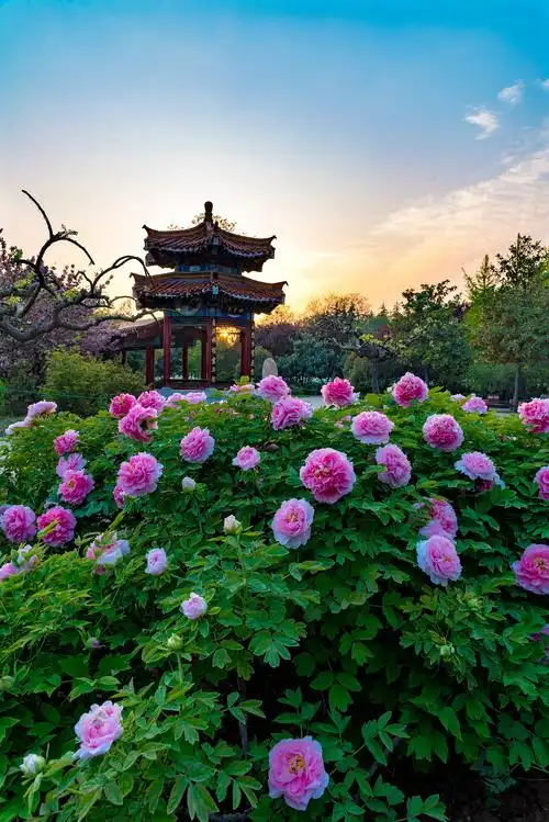拍摄于河南省洛阳市中国国花园
