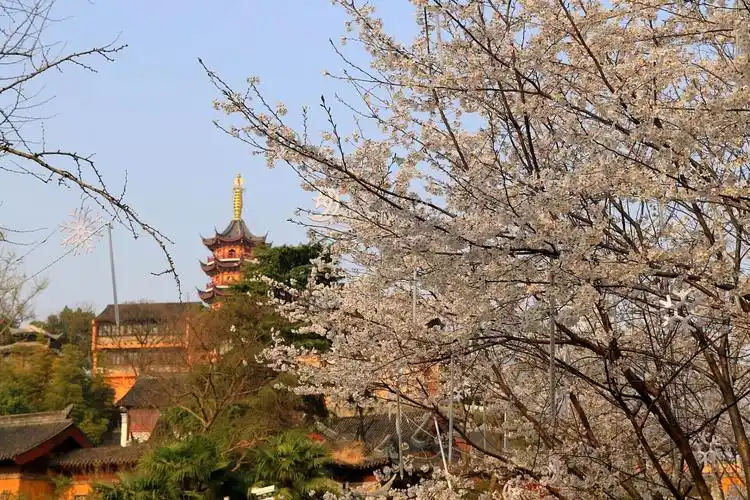 樱花烂漫之 -古鸡鸣寺