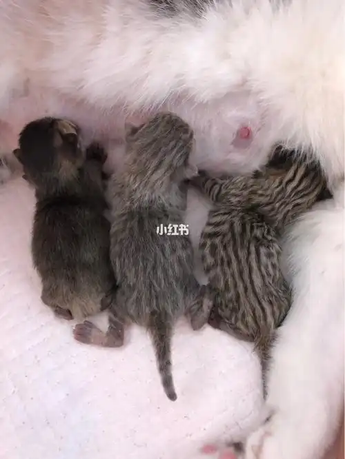 金渐层和蓝白生的小猫 虎斑渐层