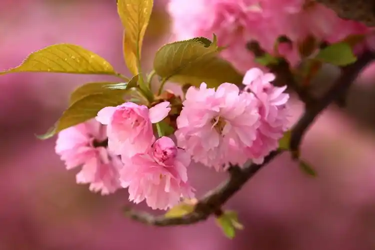 神州无处不飞花,——春天的记忆(樱花篇)