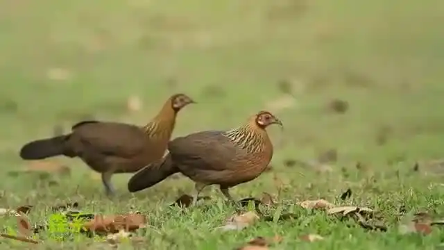 高清野拍母原鸡觅食,看看和家里养的母鸡有什么不同?