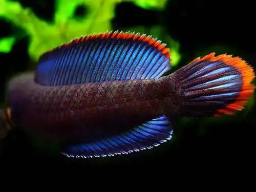 酒红雷龙红与蓝的搭配毫无违和感