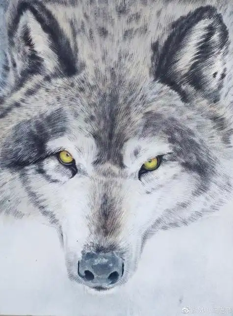 狼的素描画 狼的素描画全身