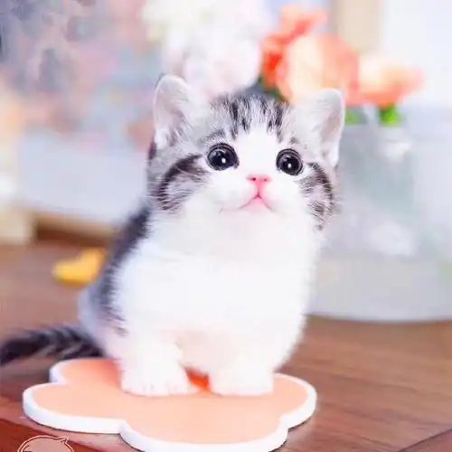 纯种美短猫虎斑美短幼美国短毛猫幼活体宠物猫咪