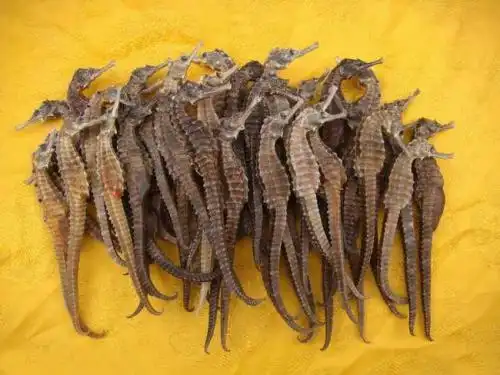 最贵的50大药材很贵的药材