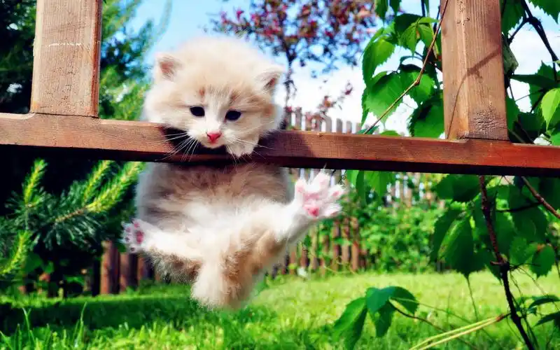 乖乖萌猫高清壁纸_超萌的乖乖猫咪