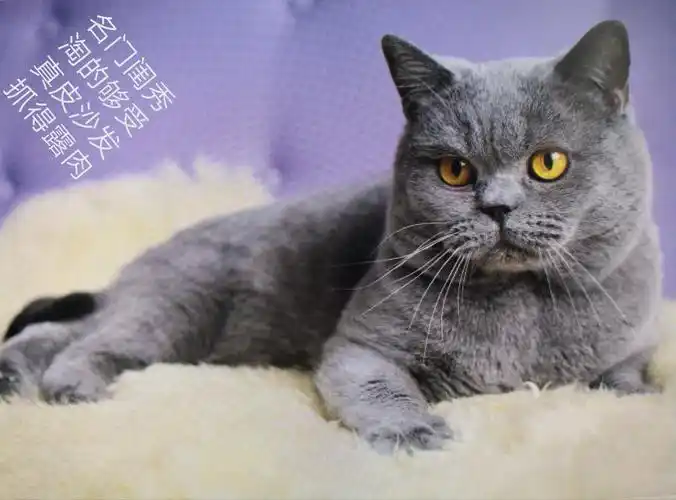 猫趣 我家的蓝猫