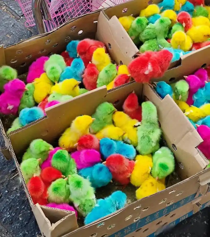 不懂就问,在大理看到这种彩色的小鸡,五颜六色特别好看,老板卖的价格