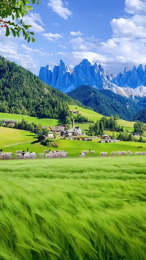 蓝天白云,绿草如茵,绵羊成群,这样的大草原你向往吗?#蓝天白云绿草地