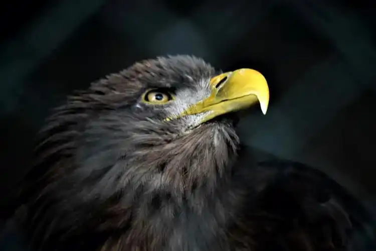 乌鲁木齐酒店圈养的猛禽金雕