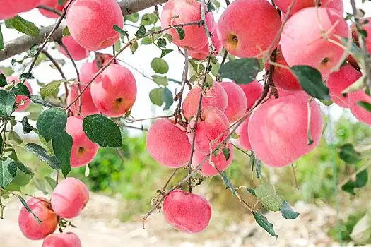 红富士苹果图片_红富士苹果图片大全_红富士苹果图片素材