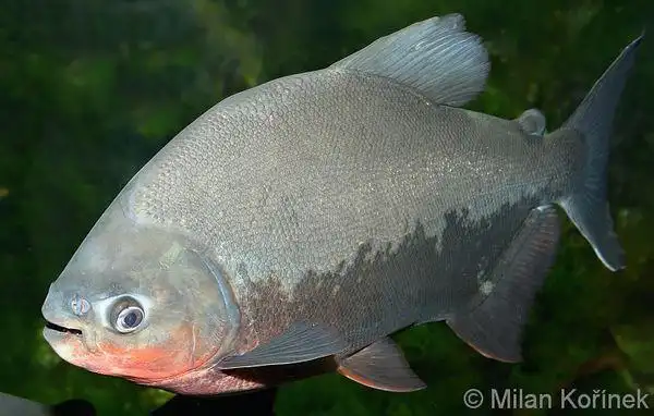 图片黑色的是什么鱼?