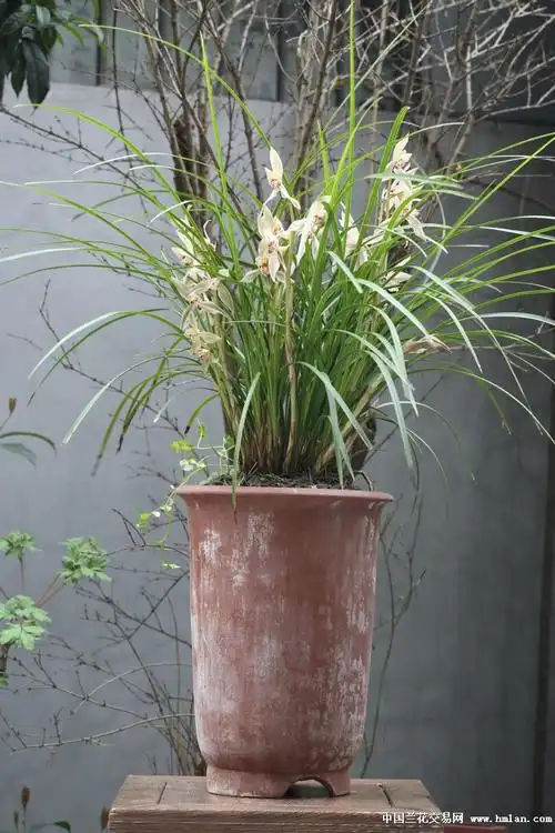 最近开的莲瓣兰