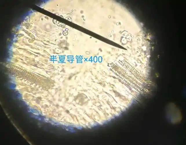 半夏粉末显微#中药鉴定学