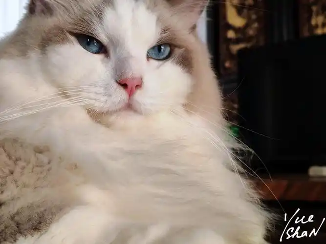 请看这只笨猫,昨晚被困猫爬架最上面下不来了,另外两只打架把猫爬架的