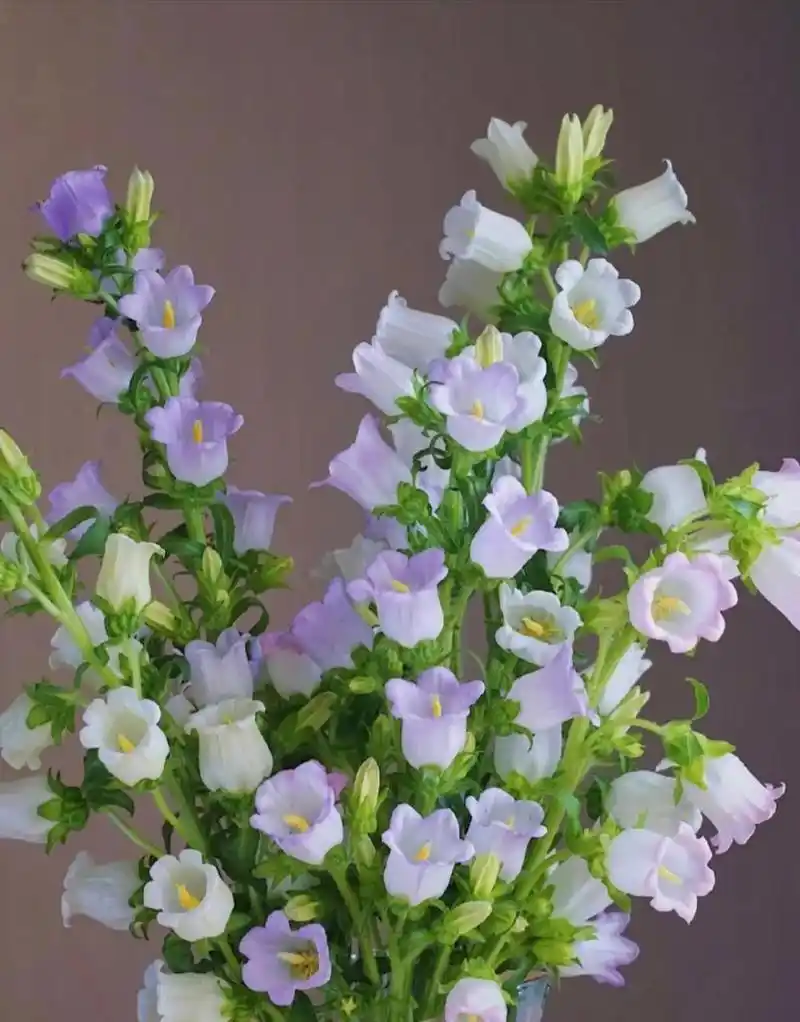 风铃花的寓意和花语 风铃花寓意感谢,祝福.象征温柔的爱.