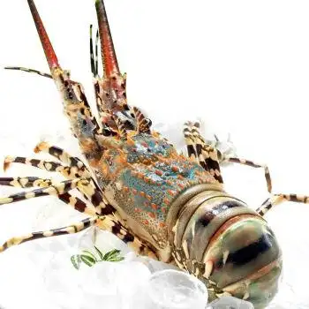 中华锦绣大龙虾鲜活澳洲花龙新鲜水产冰鲜海虾 1.4-1.6斤【1只装】