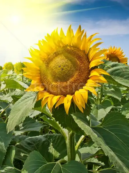 向日葵 ·花· 春天 · 太阳 ·光·叶 - 商业照片 © viktor klagy