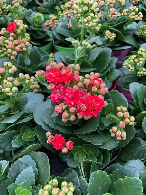 长寿花寓意健康长寿