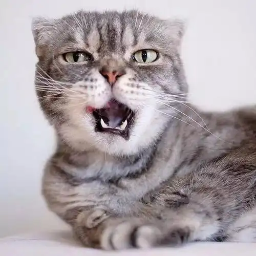 这只明明可以靠脸吃饭的喵星人凭借充满杀气的眼神和逆天的气场在网红