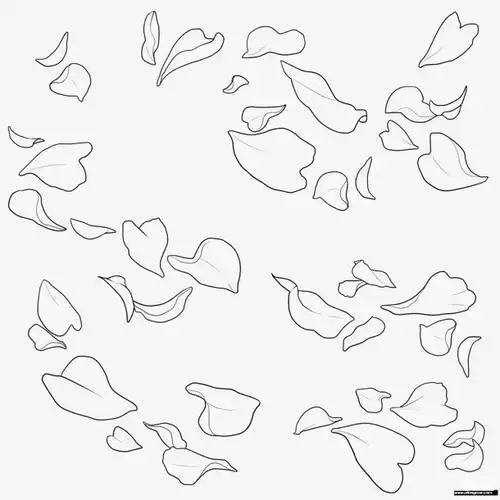 黑白花瓣线稿画稿