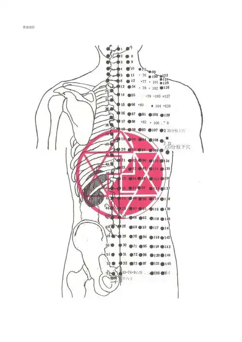 背部部位汇总_第1页