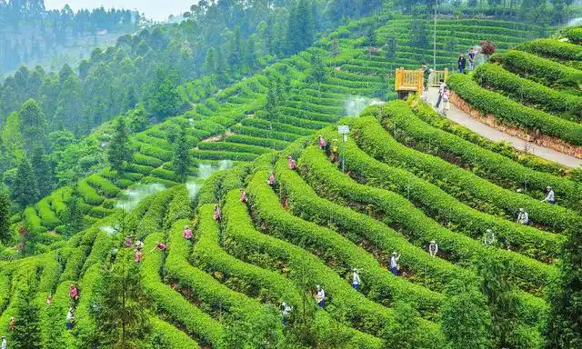 雅安市名山区牛碾坪茶旅融合发展,对产业基地进行了景区化打造.