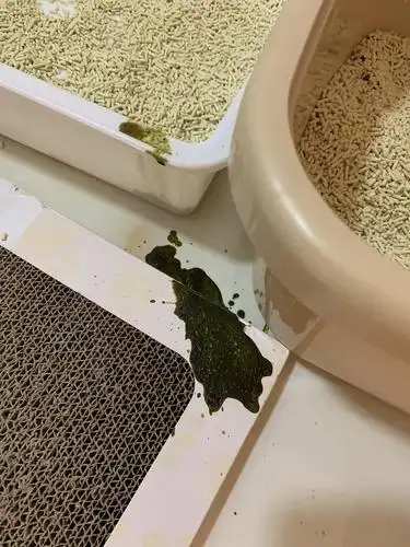 【求助】猫拉暗绿色屎是怎么回事呢 有图 略恶心