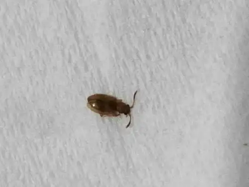 家里有小虫子反反复复的这是什么虫子