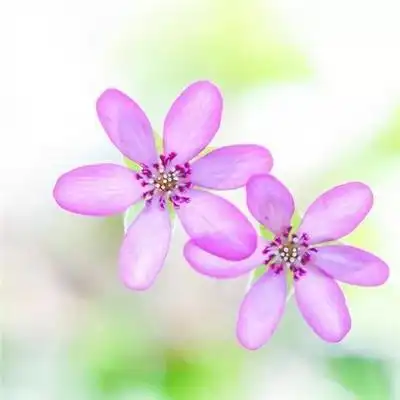 2021带来好运的微信头像图片 漂亮高清