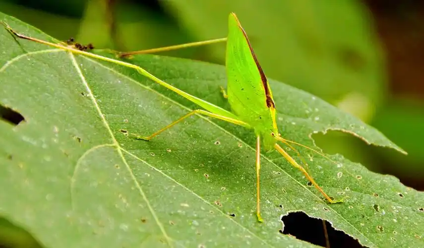 其它 螽斯 写美篇  螽斯科直翅目中的一科.通称螽斯.