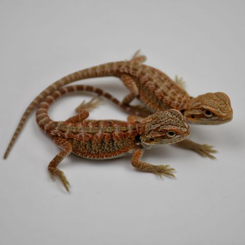 鬃狮蜥蜴爬宠虫温顺不咬人柑橘橙红黄系超白网红可爱 红系(幼体)