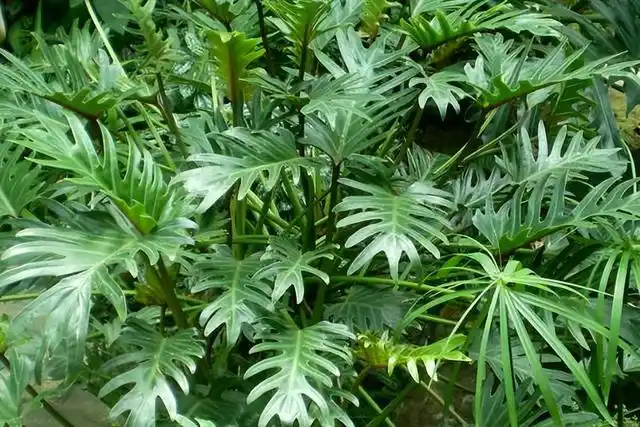 植株美观大方,茎叶细长而挺拔,深裂羽状的大叶子,在阳光的照射下显得