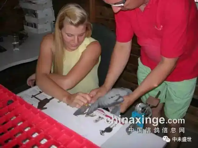 比利时精英赛鸽公棚买迪威德特效鼻炎送勇冠中药大败毒500克1盒!